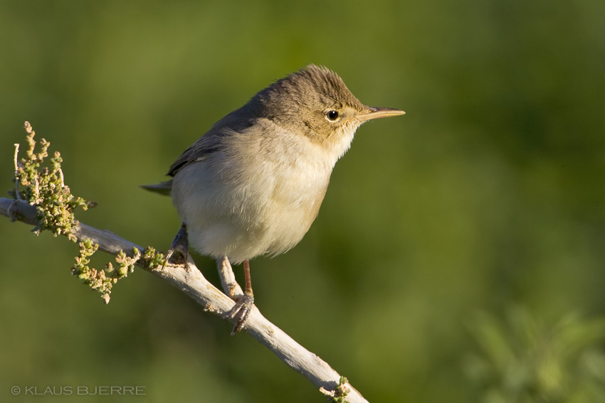 Olivaceus Warbler_KBJ9485.jpg - Olivaceous Warbler - Kibbutz Neot Semadar